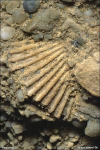 Zbrašovské aragonitové jeskyně - interiéry